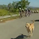 Illustration for article titled Good Dog Joins Bike Race, Smokes The Competition